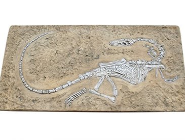 Dinosaur Fossil Dig - Small